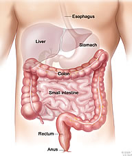 Colon