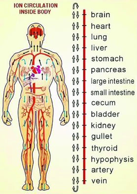 Ion Circulation Inside Body