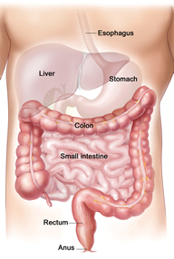 Colon