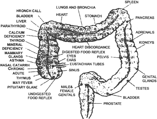Normal Colon